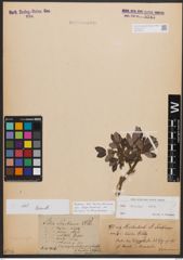 Salix bicolor Ehrh. ex Willd.